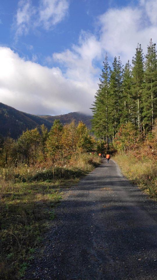 Ruta por una pista entre pinos y montes en otoño
